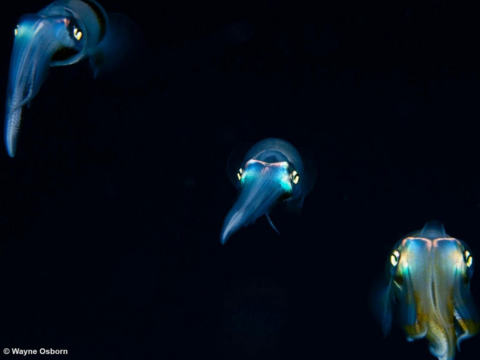 Image: 2012 – Overall Winner. Squid School (detail). Photographer: Wayne Osborn