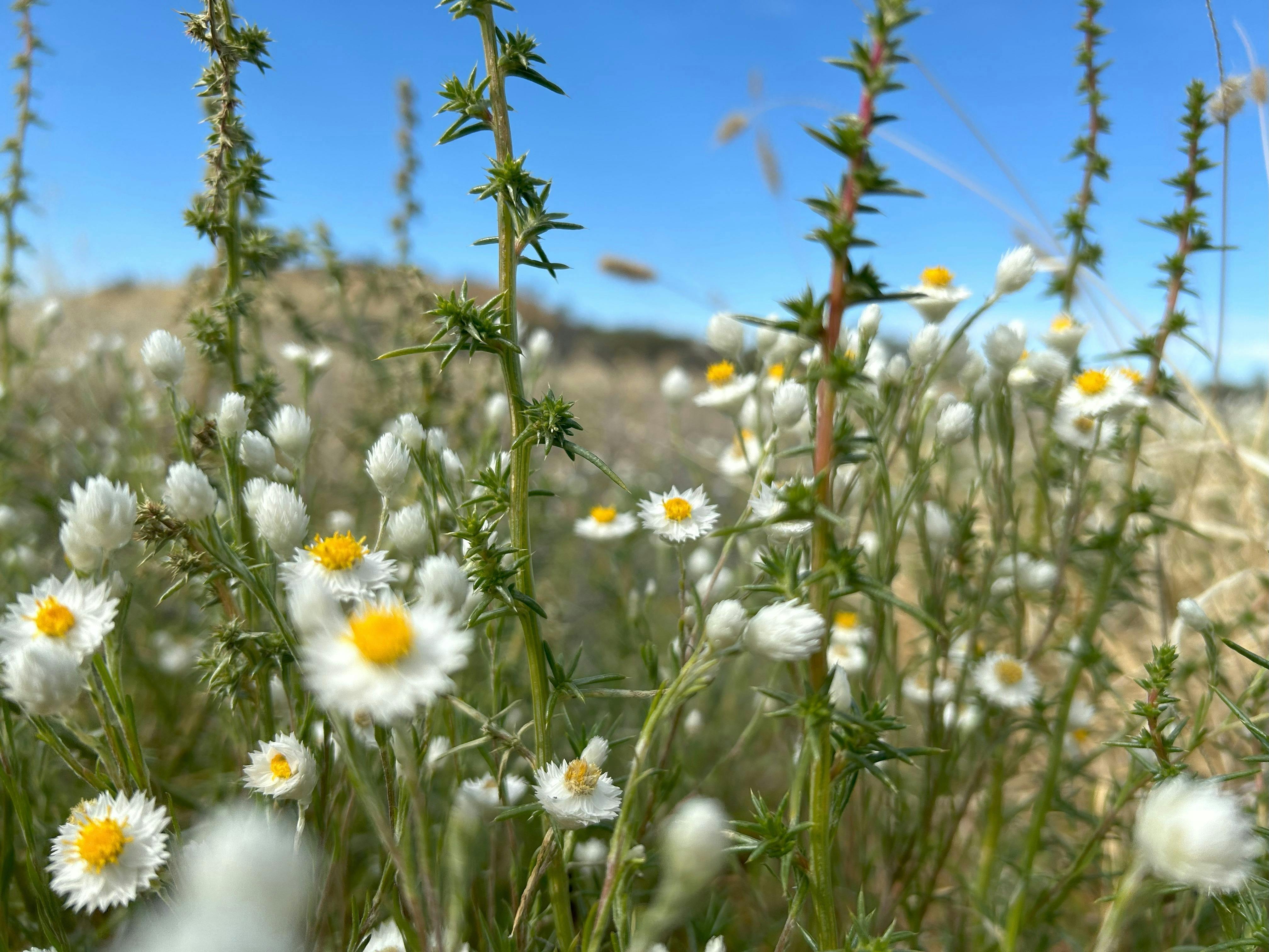 Stunning Paper Diasies and wildflowers in Central Australia