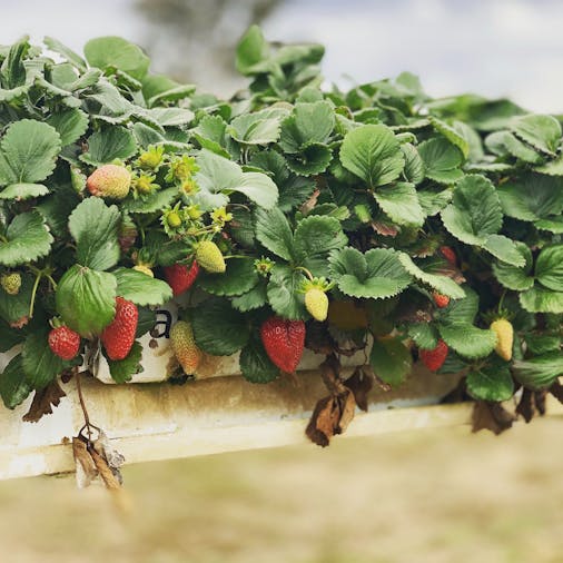 Frances Strawberries