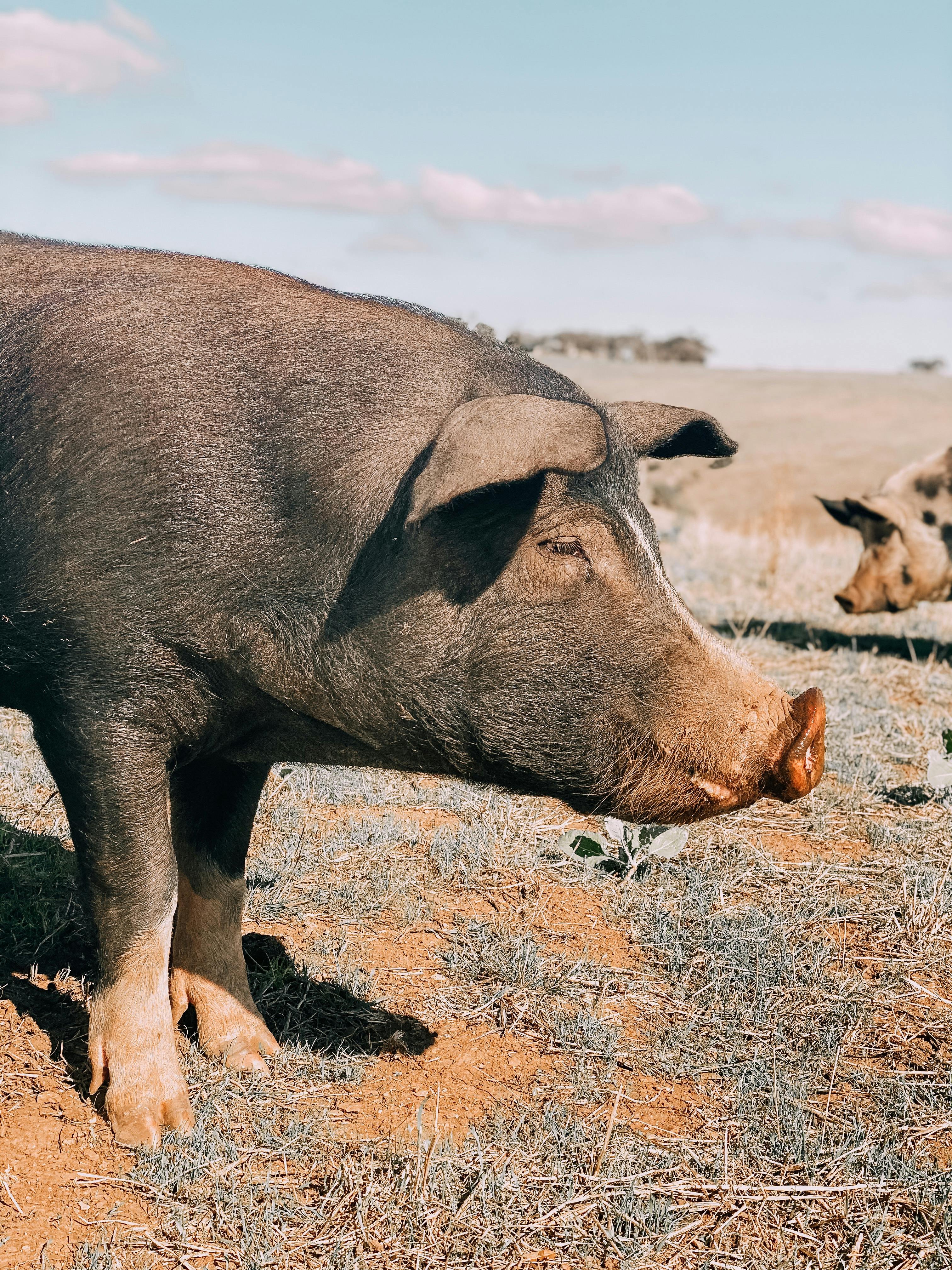 Pigs