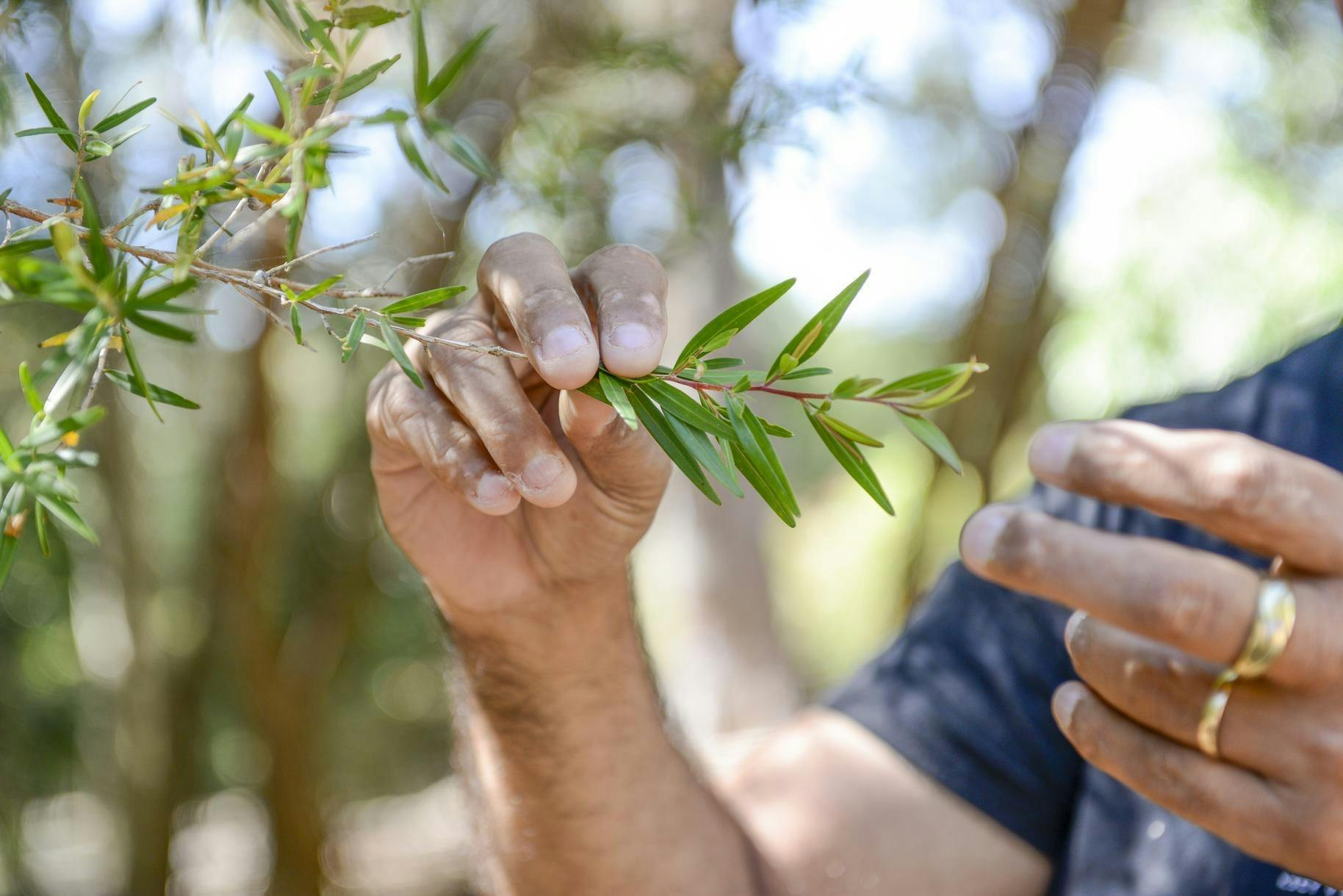 Bush Tucker Tour