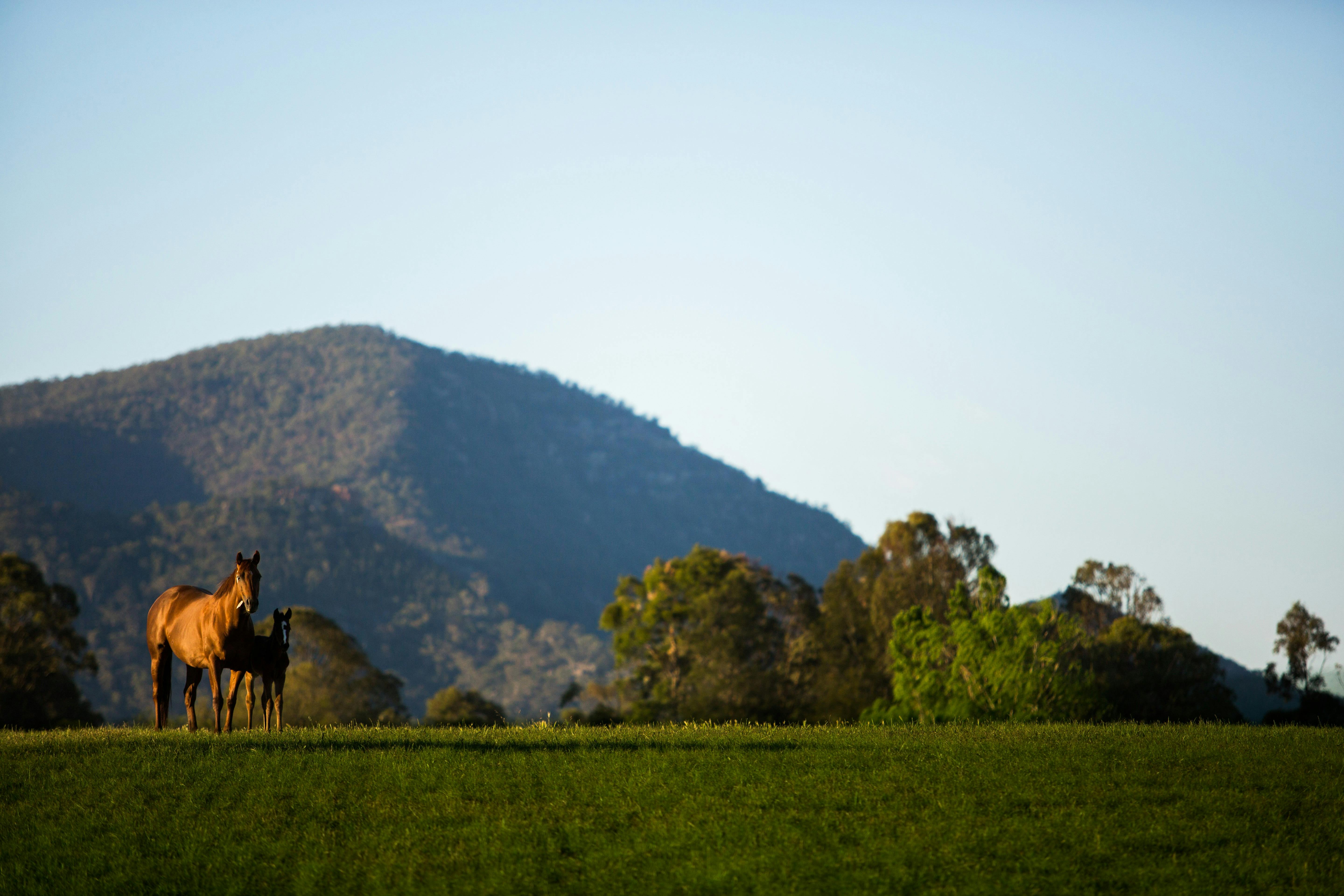 tourist attractions in scone nsw