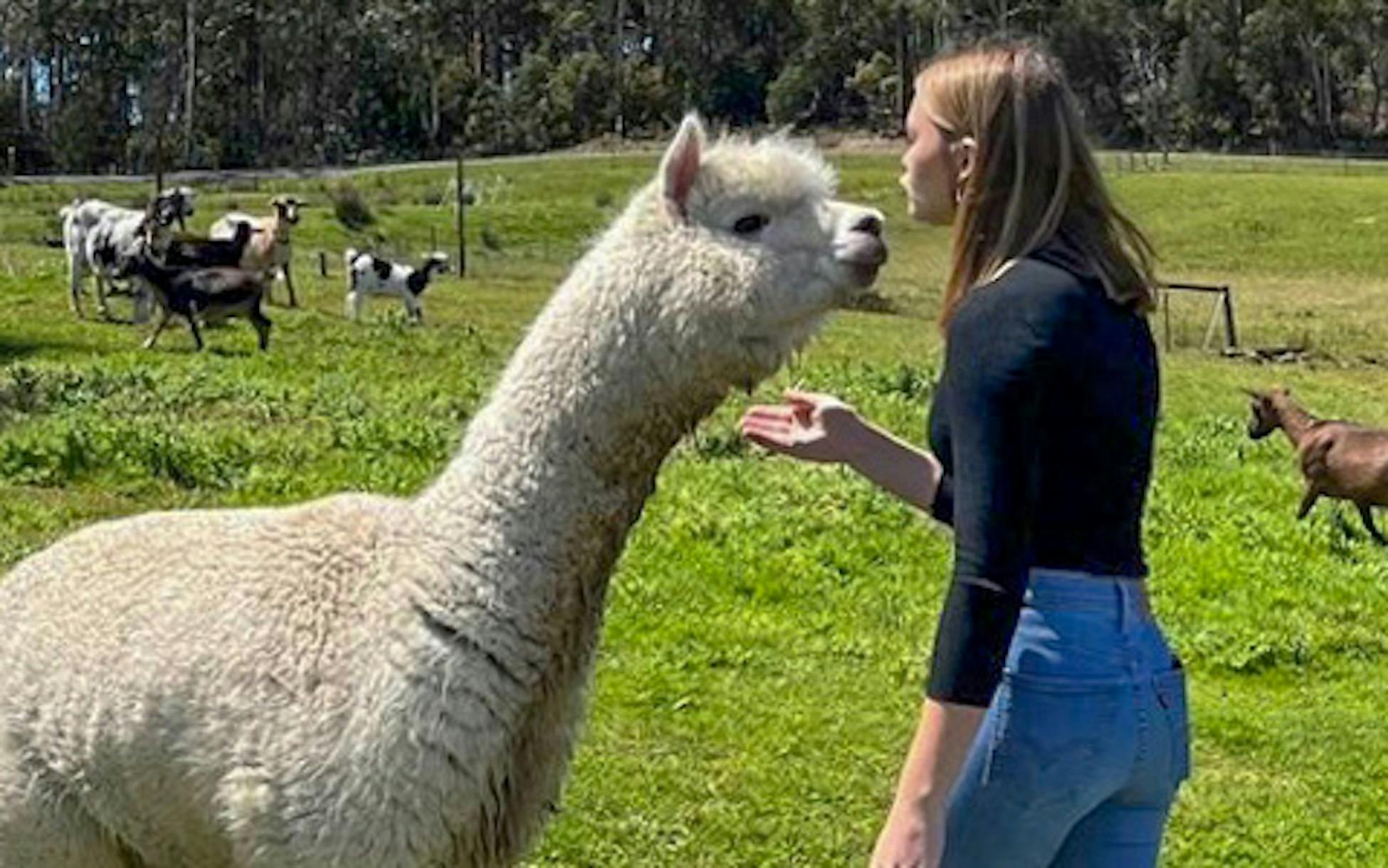 Lady meeting alpaca