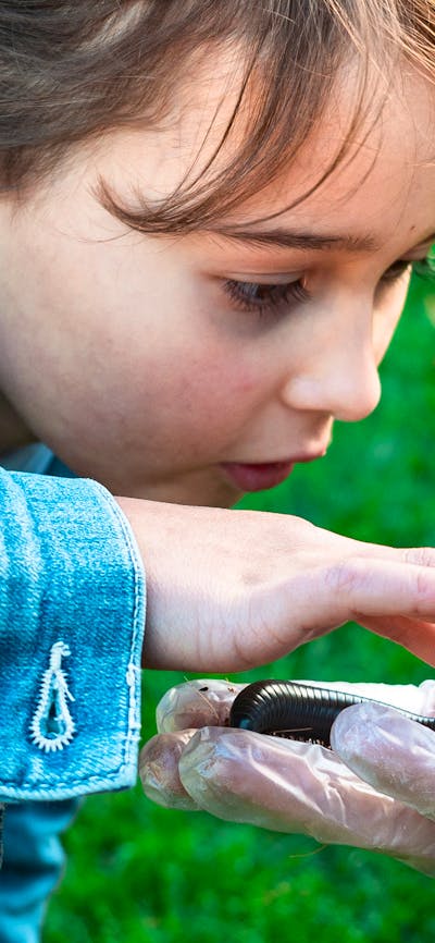 Meet amazing bugs like millipedes, ladybirds, beetles and more.