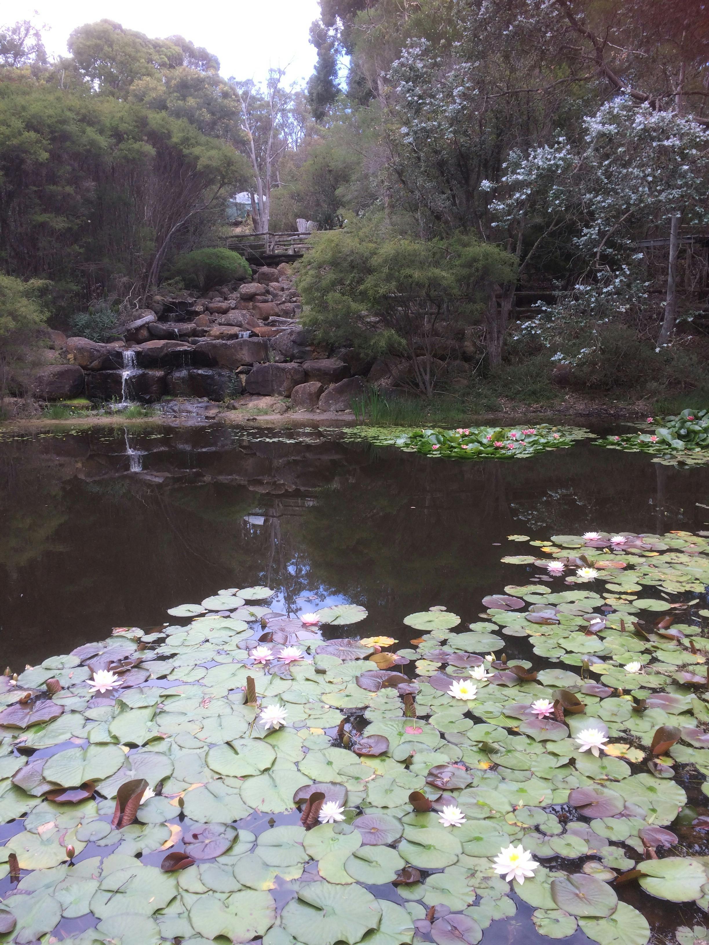 Waterfall pond