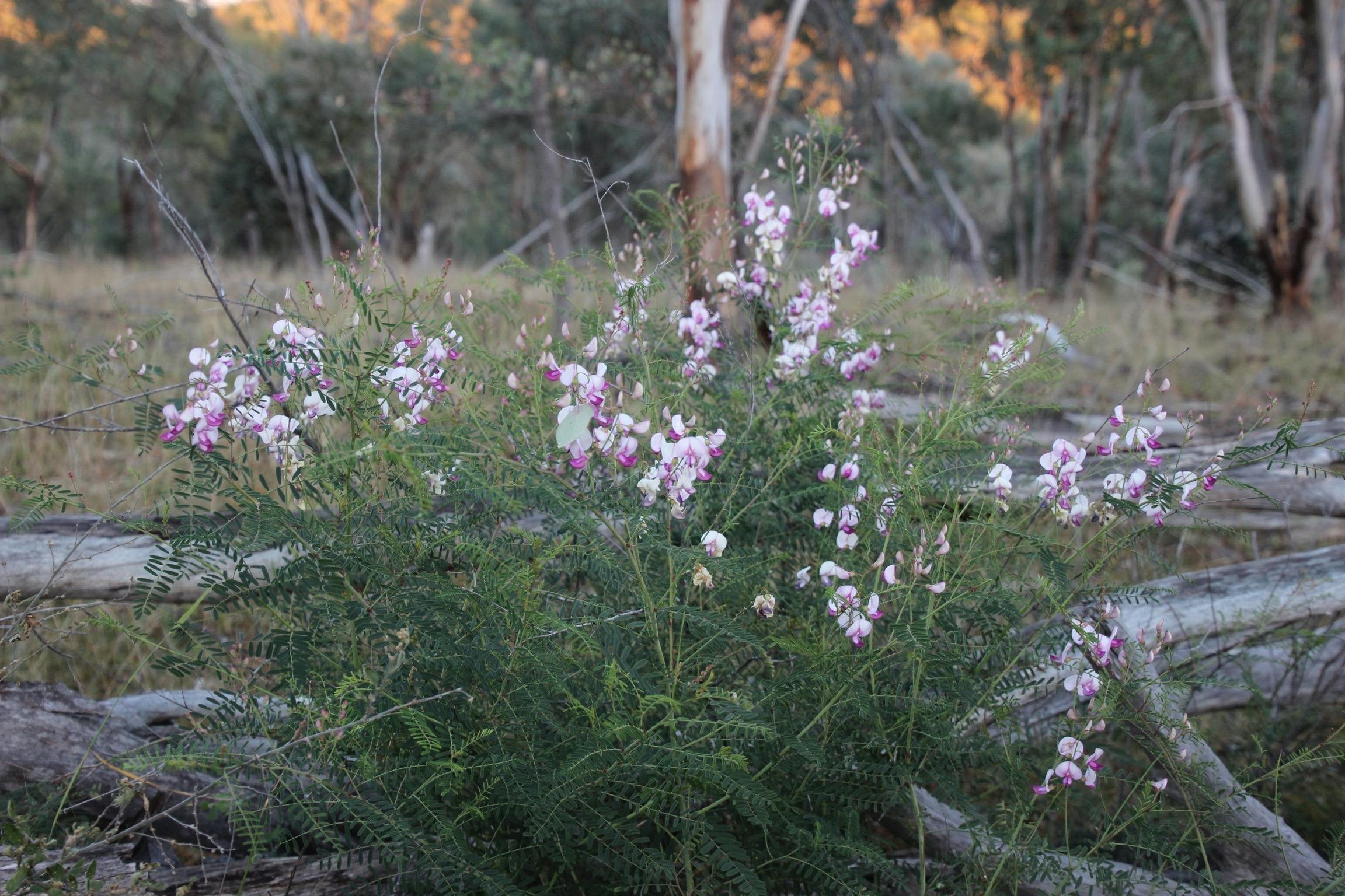 Bush wildflowers in summer at Verona