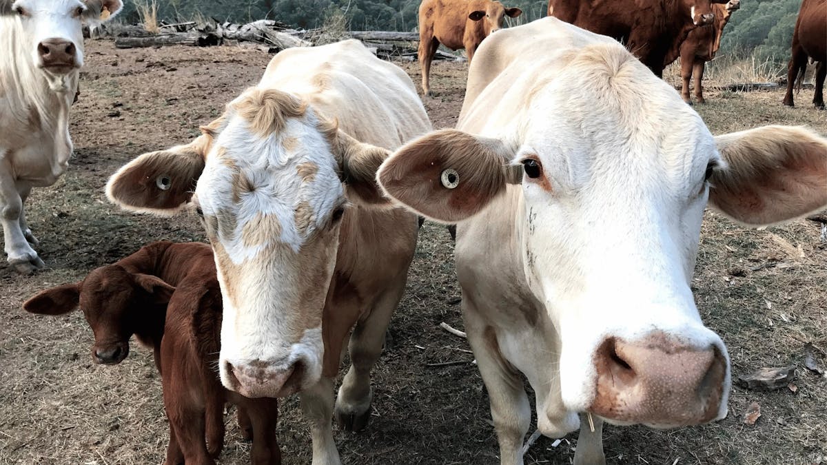 Farm stay near Brisbane