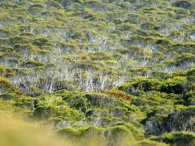 Memory Cove Wilderness Protection Area