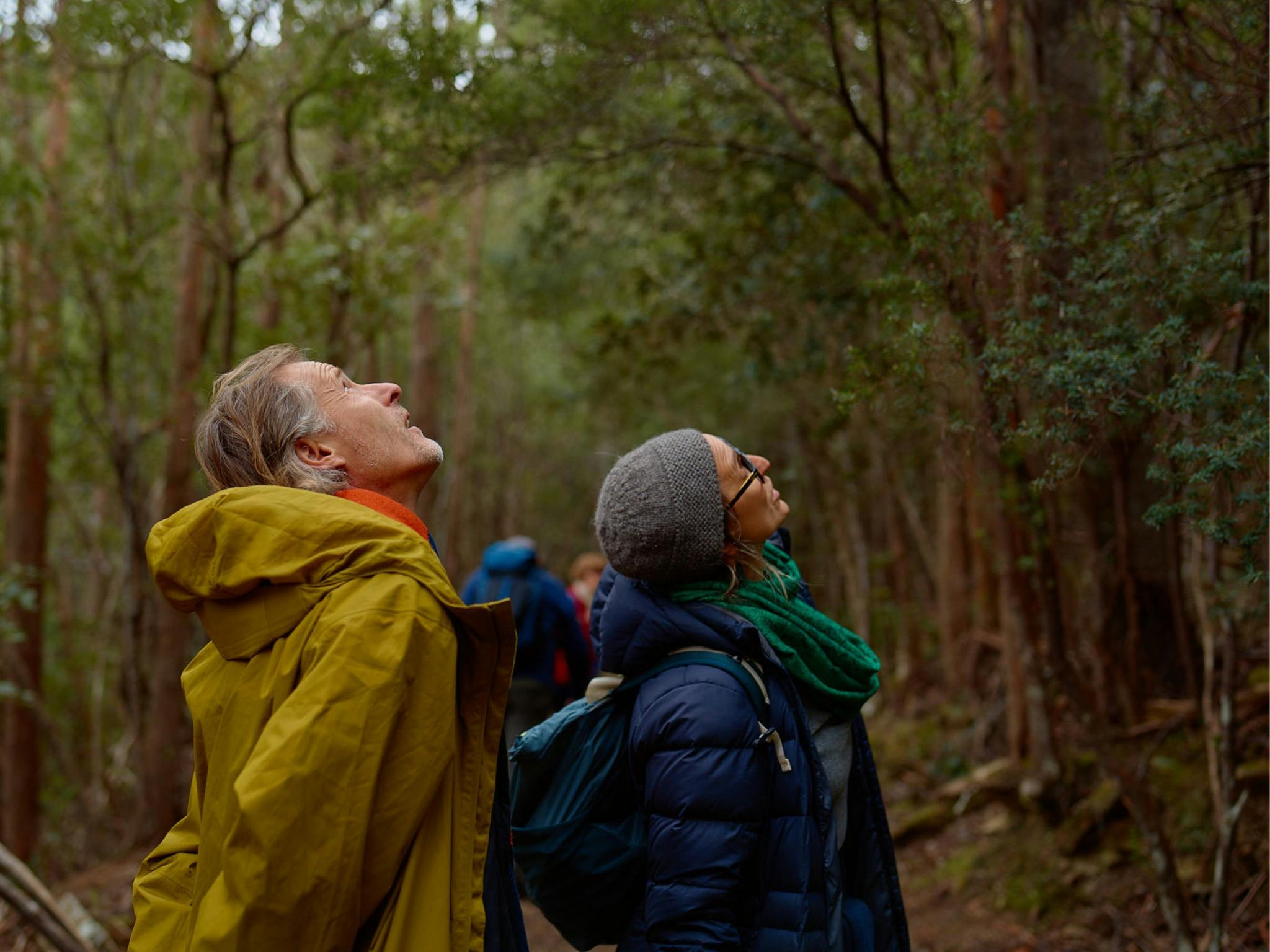 Ferns and fungi walk on Kunanyi