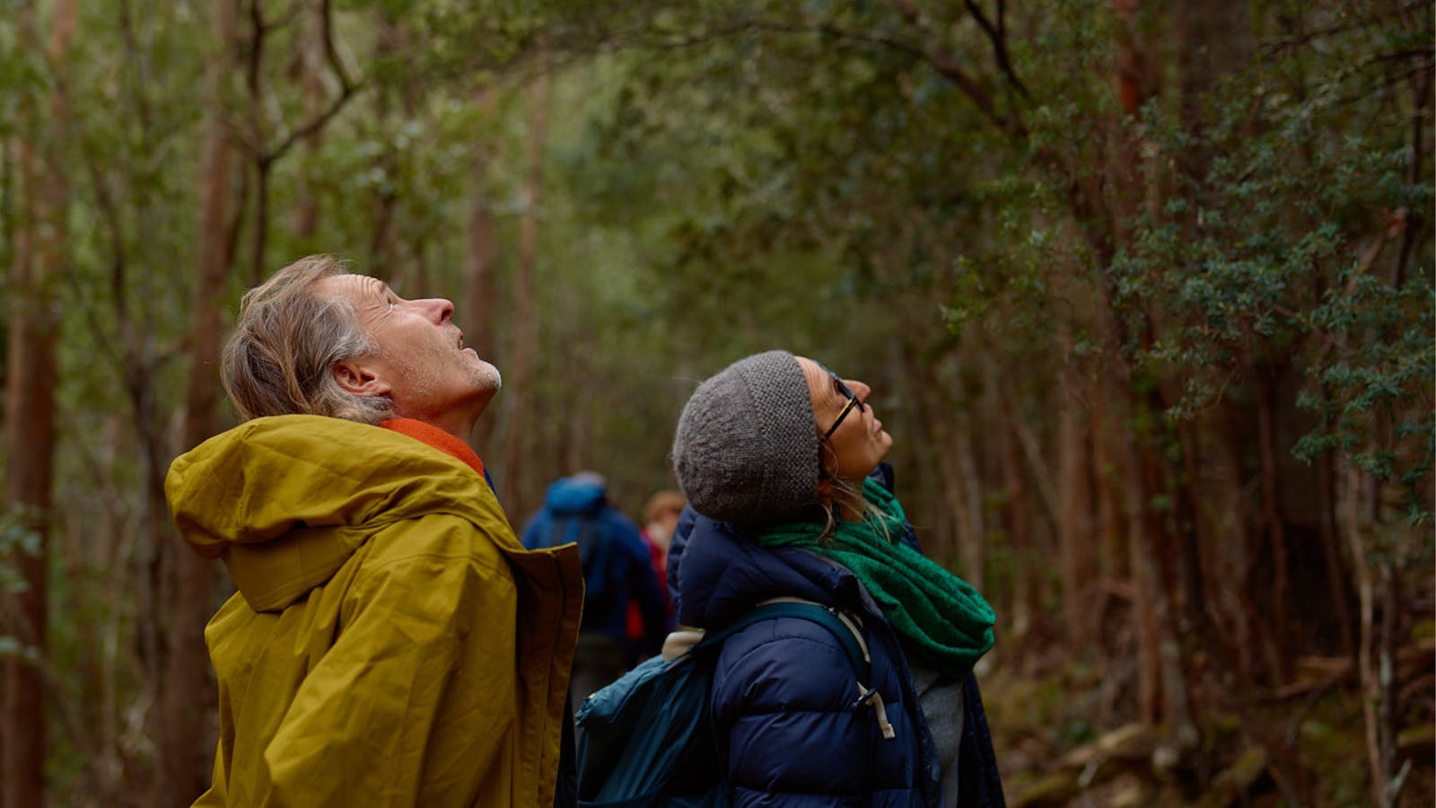 Ferns and fungi walk on Kunanyi
