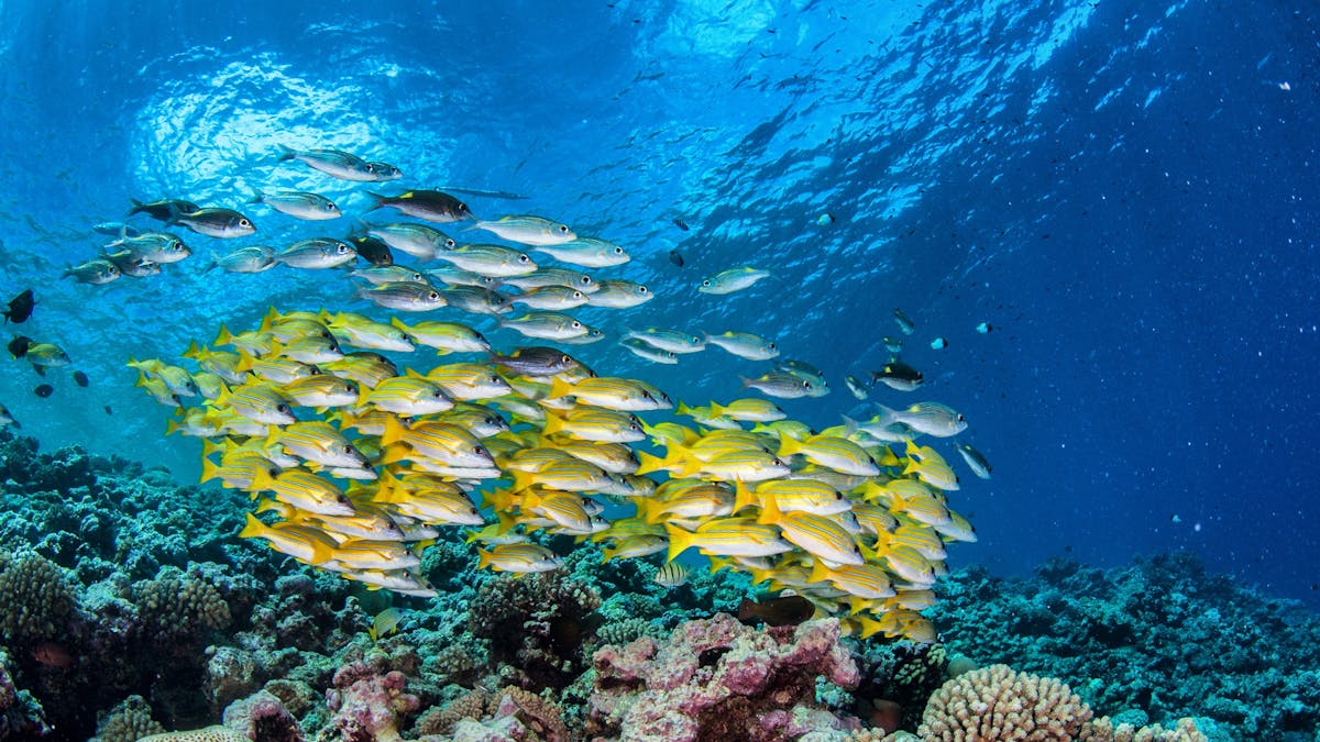 Yellow Sea Perch