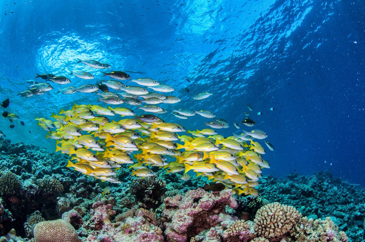 Yellow Sea Perch
