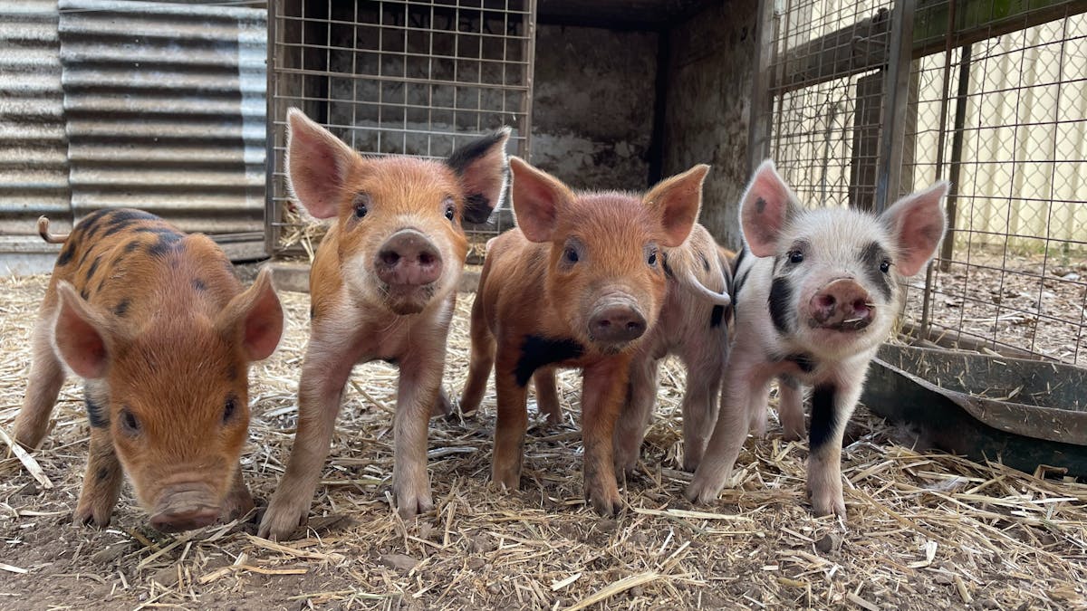 "Four adorable piglets standing together at White Ridge Farm, looking curious and playful" "Four adorable piglets standing together at White Ridge Farm, looking curious and playful"