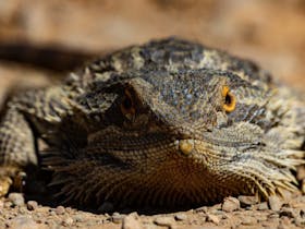 Master the art of wildlife photography with expert-led tours by Focused Expeditions.