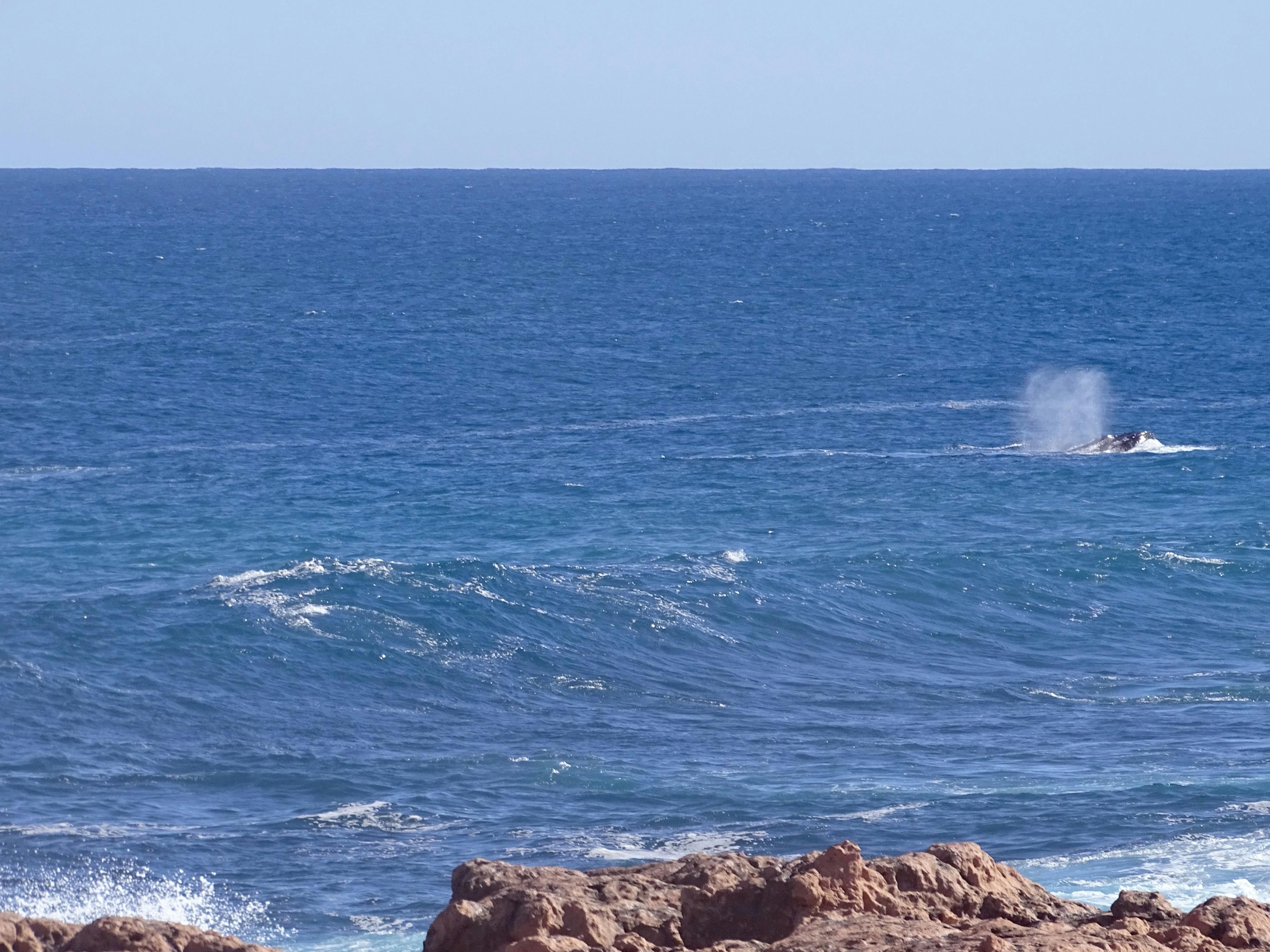Amazing whale sighting along Quobba's rugged coast