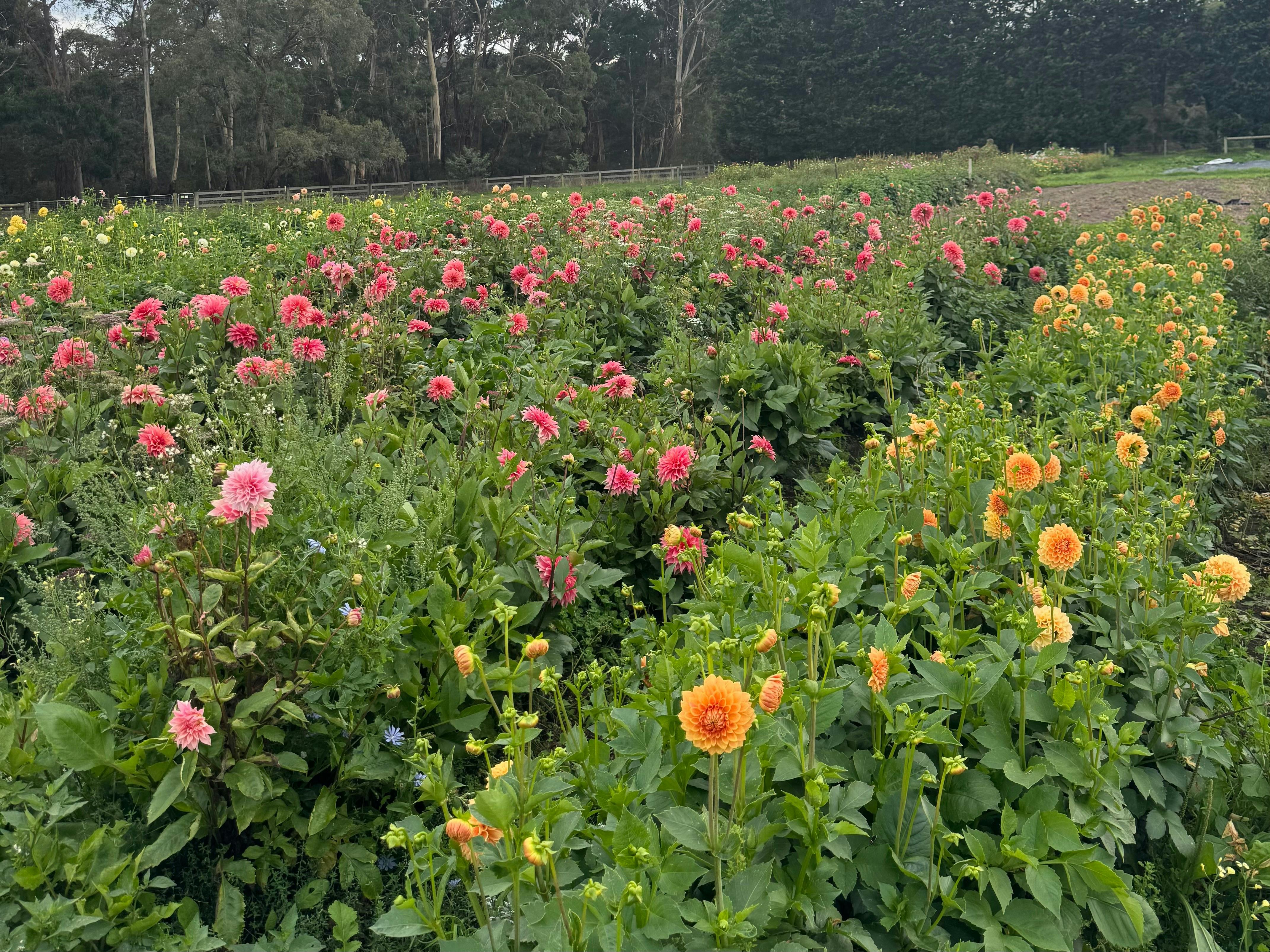 Dahlias in the field
