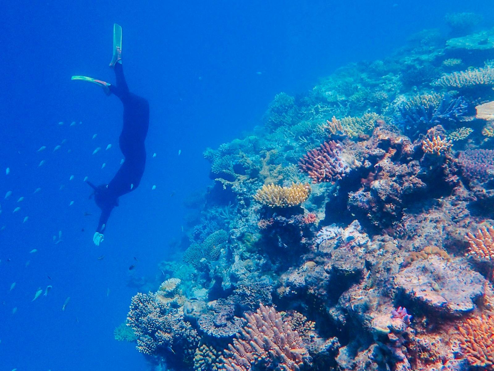 A snorkeller dives beneath the waves for a view of the vibrant wall of coral reef