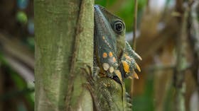 Rainforest tour from Port Douglas