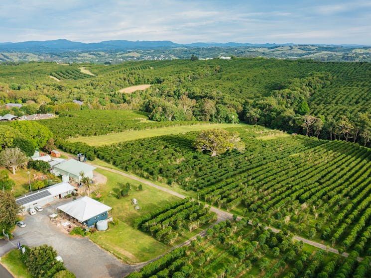aerial drone shot of Zentveld's Coffee farm.