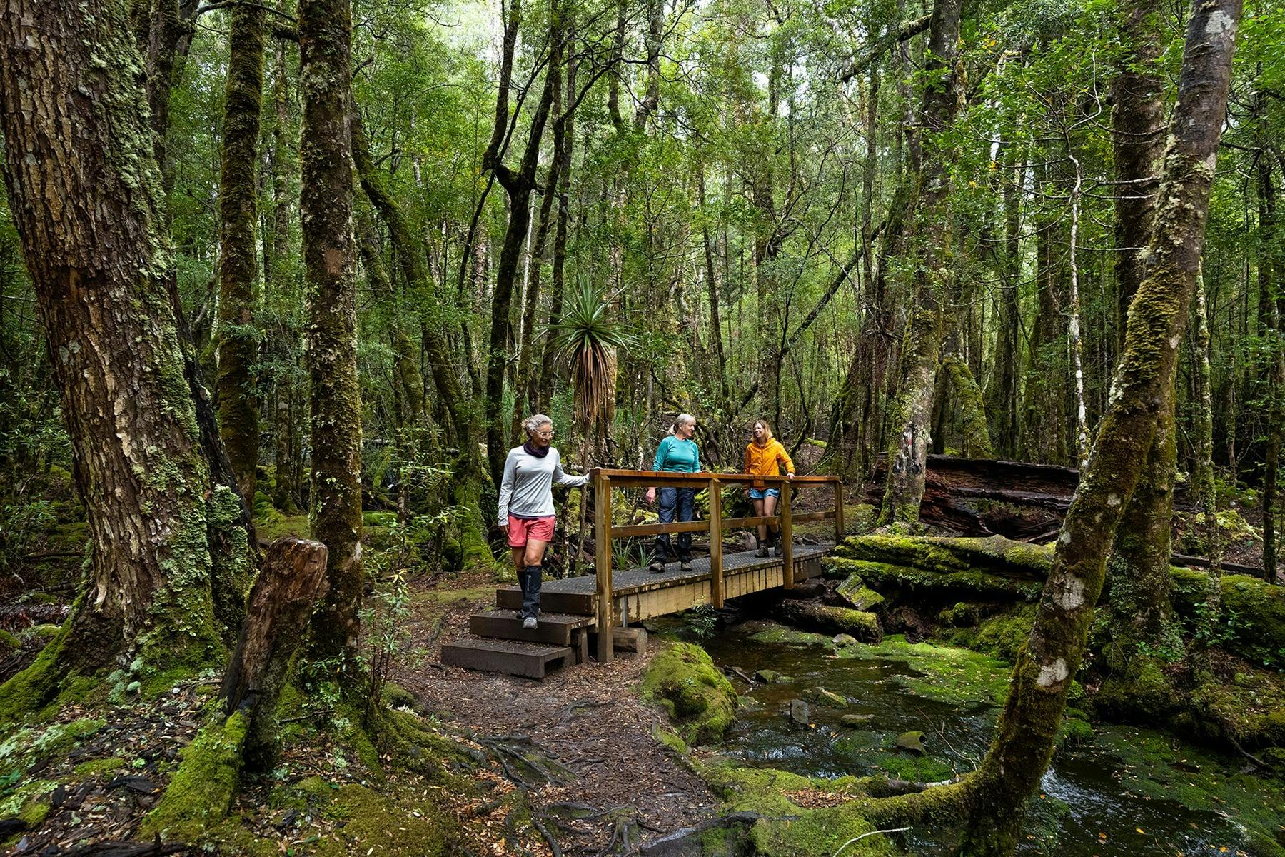 Forests on the Overland Track