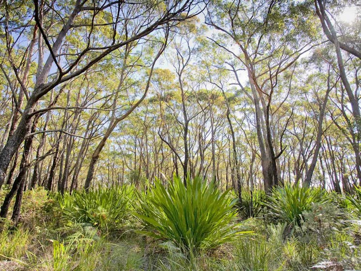 10B cycling trail, Dharawal National Park. Photo: Nick Cubbin