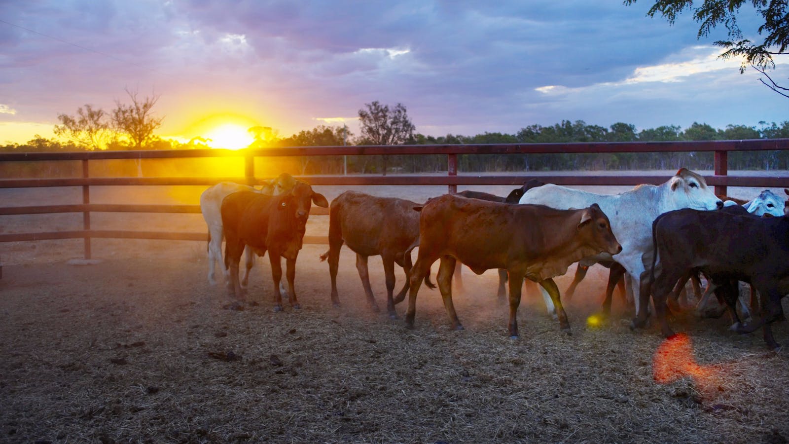 Dalrymple Sales Yards - Cattle Sales