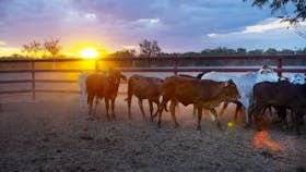 Dalrymple Sales Yards - Cattle Sales