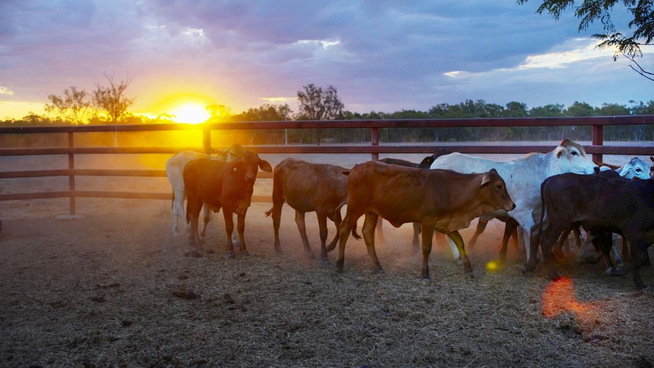 Dalrymple Sales Yards - Cattle Sales