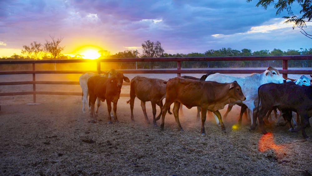 Dalrymple Sales Yards - Cattle Sales