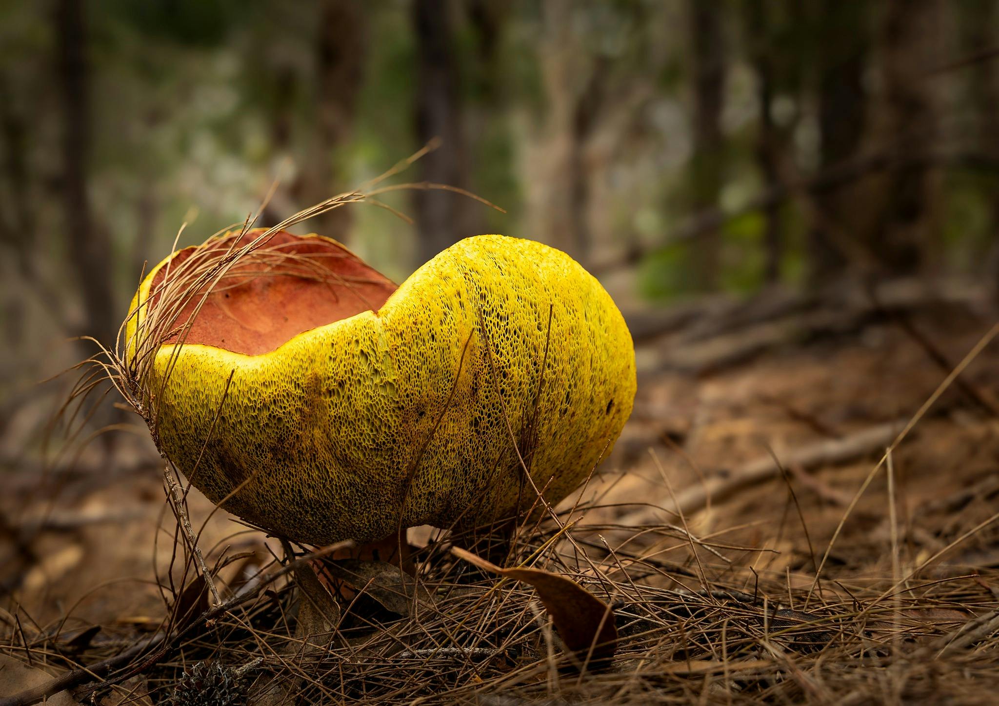 Yellow fungi where the underside is spongelike