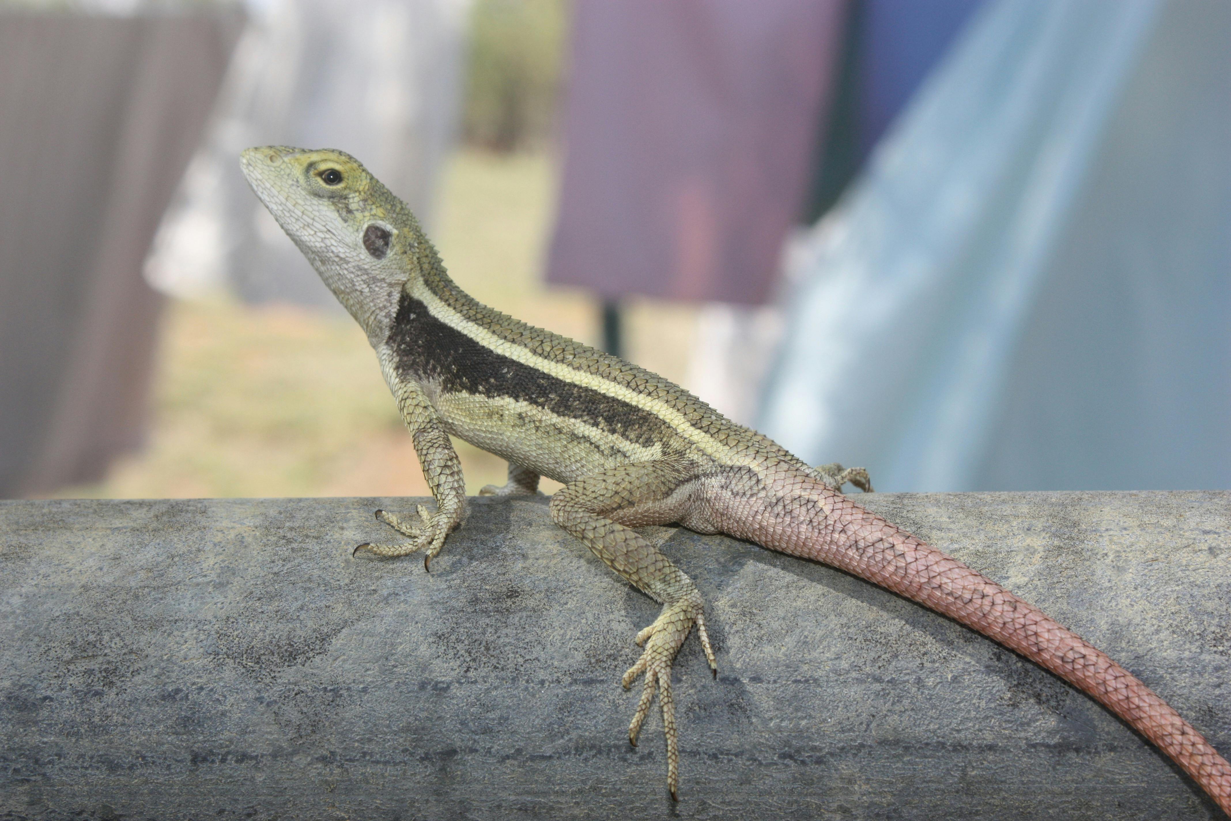 Lizard checking out the washing, Stratford.