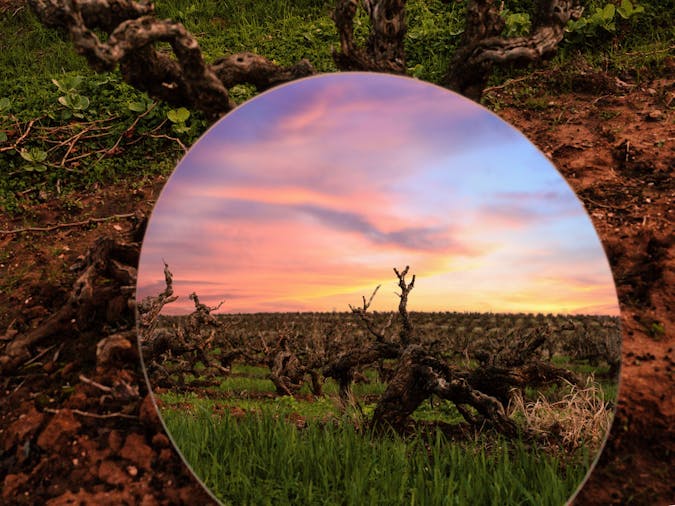 Barossa Contemporary Festival for the Curious Preview