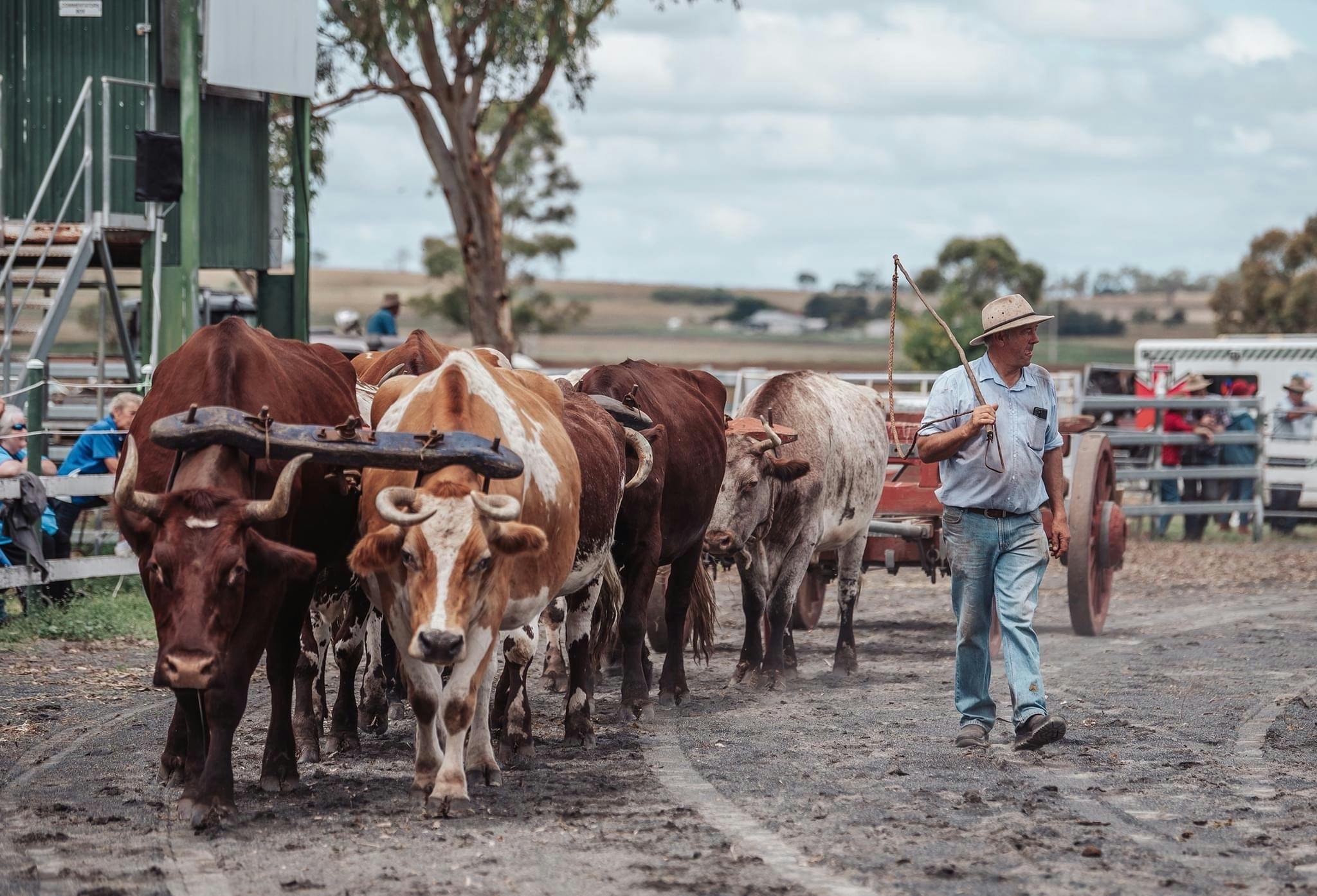 Darling Downs Heavy Horse Festival 2025