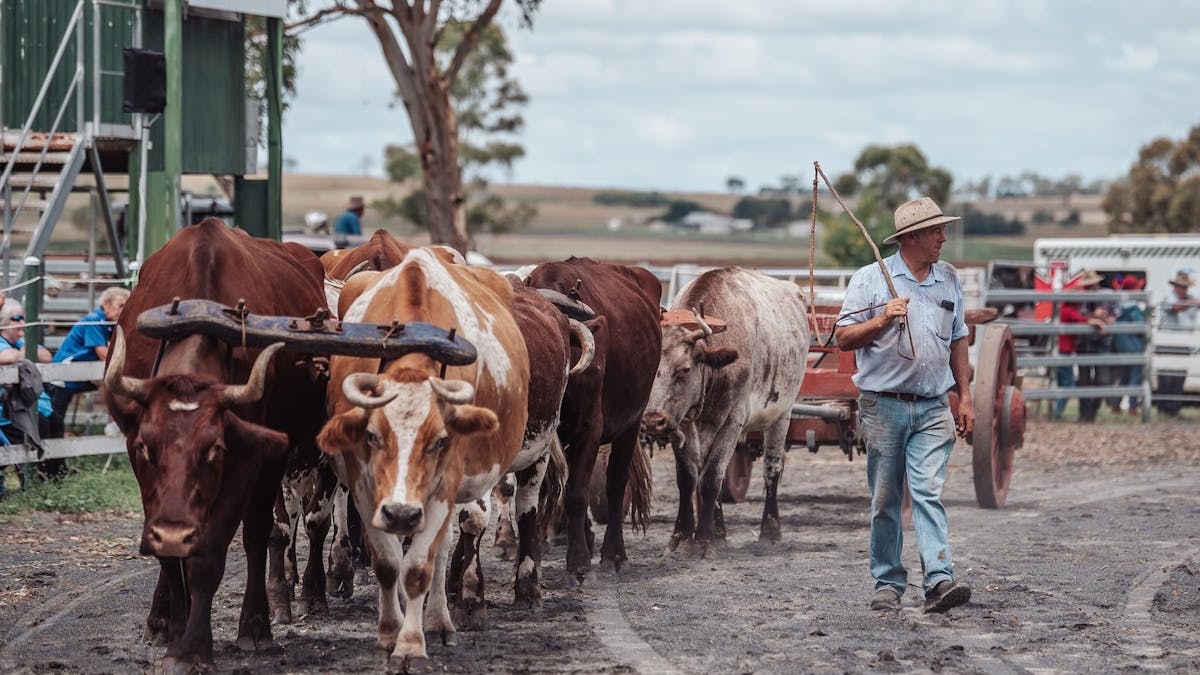 Bullock Team at Darling Downs Heavy Horse Festival