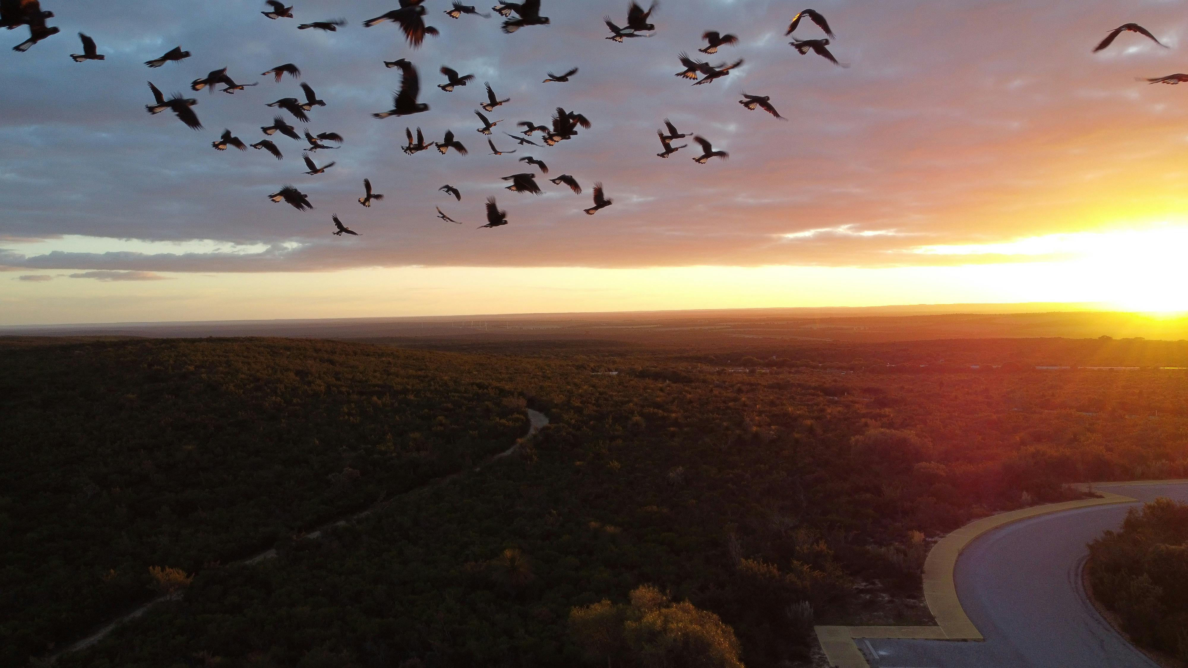 A flock of black cockatoos flying at sunrise over the sea