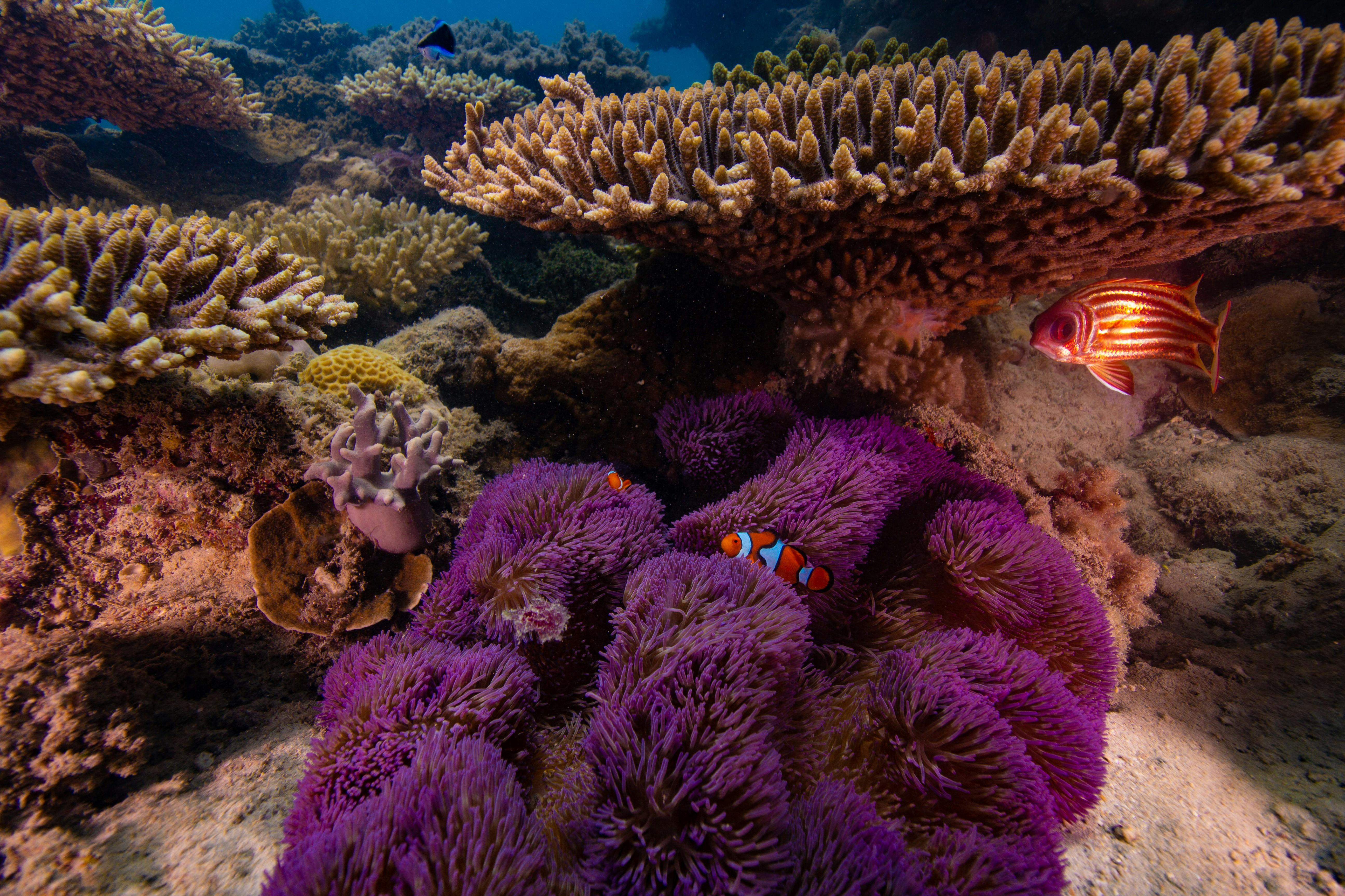 Nemo in Anemone Frankland Islands