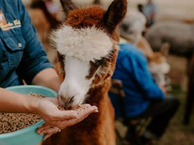 Hand feeding an alpaca called Bobby in Peterborough at Quentin Park Alpacas and Studio Gallery