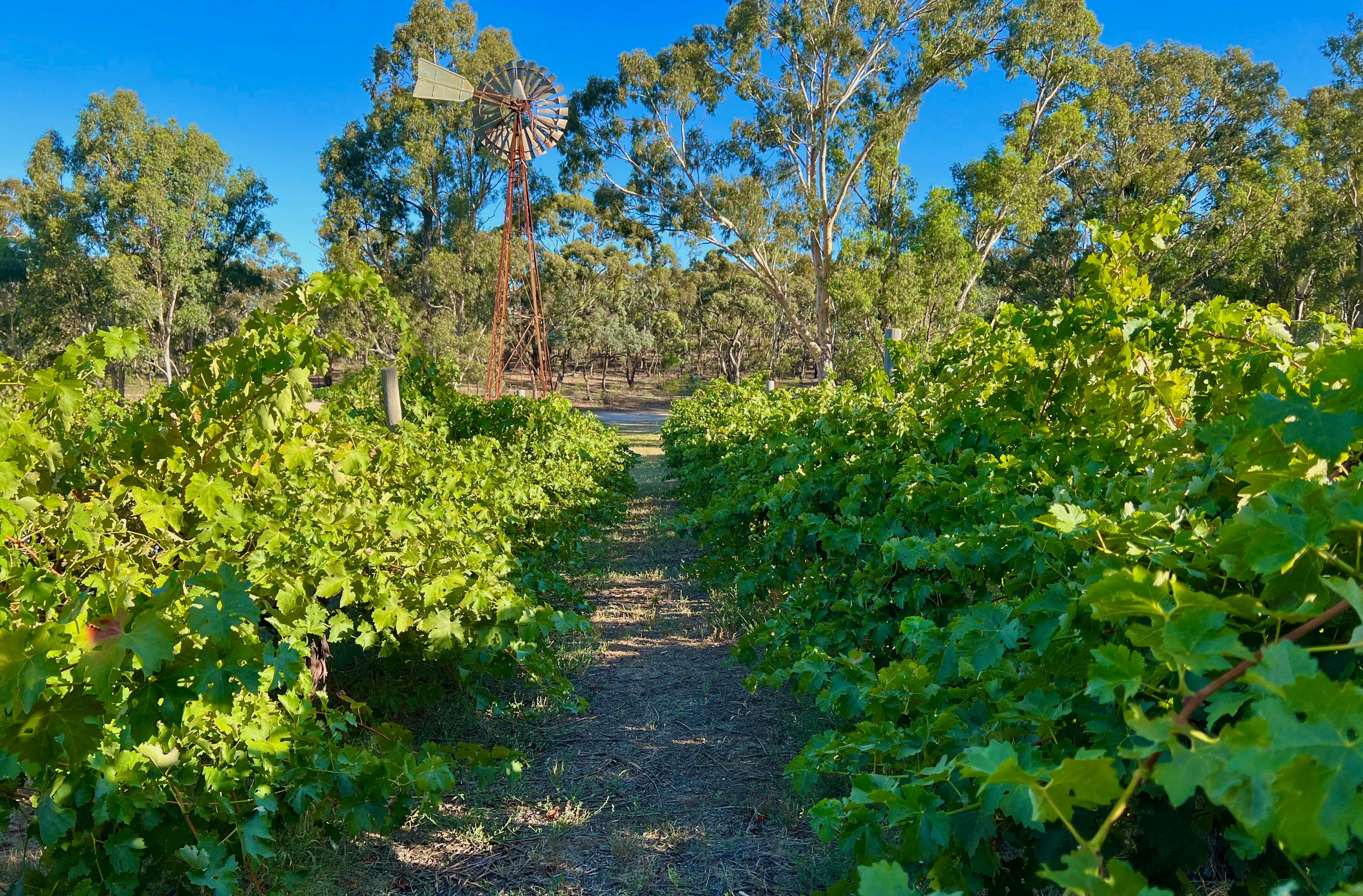 Harvest 2022 amongst the vines