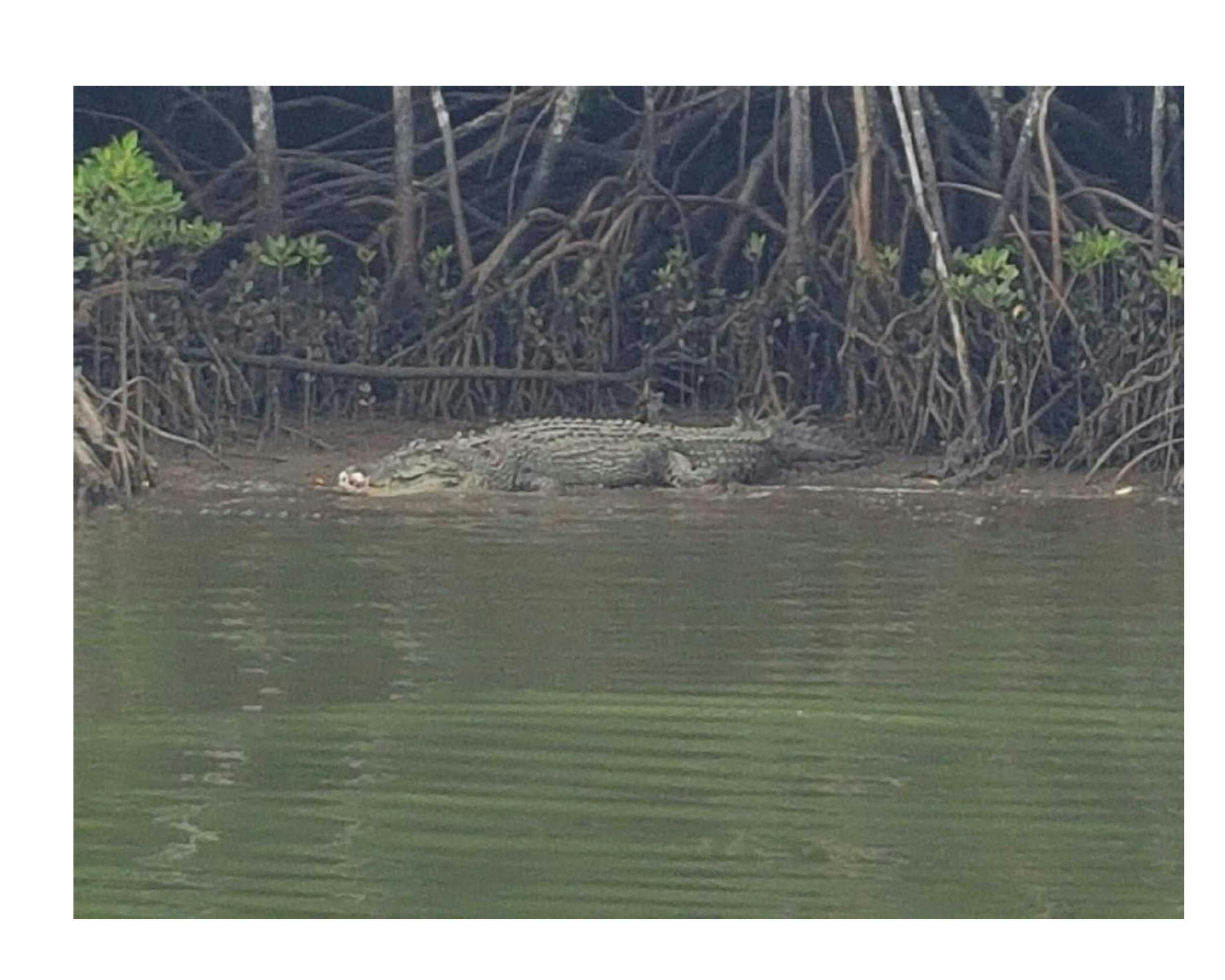 Crocodiles lounging in the Inlet