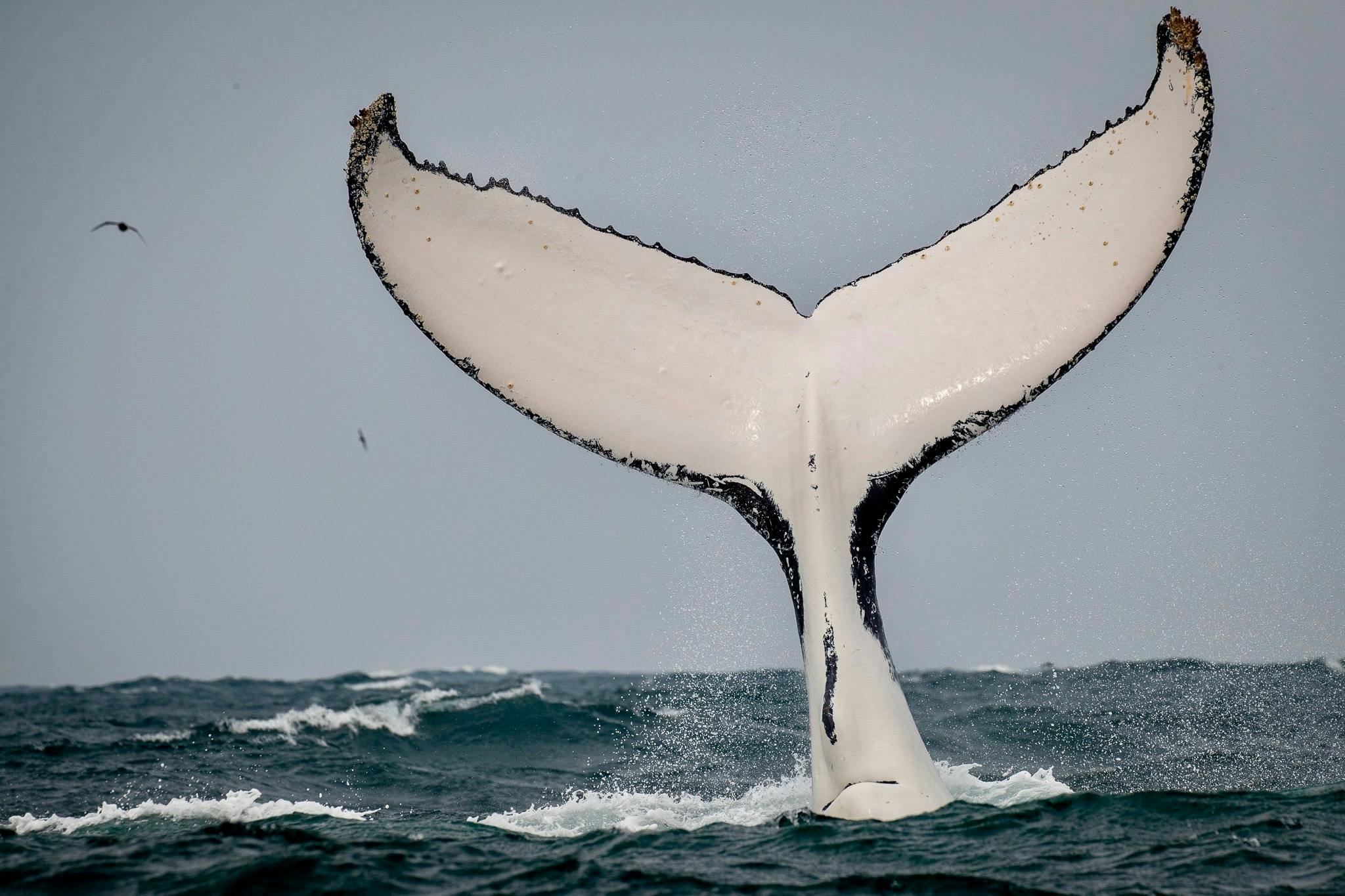 Humpback whale taken off True Blue