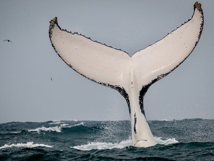 Humpback whale taken off True Blue
