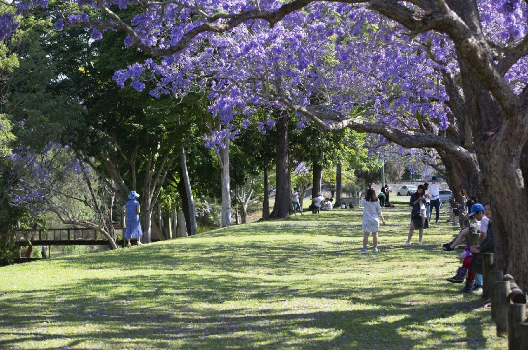 Jacaranda trees bloom above an open green space