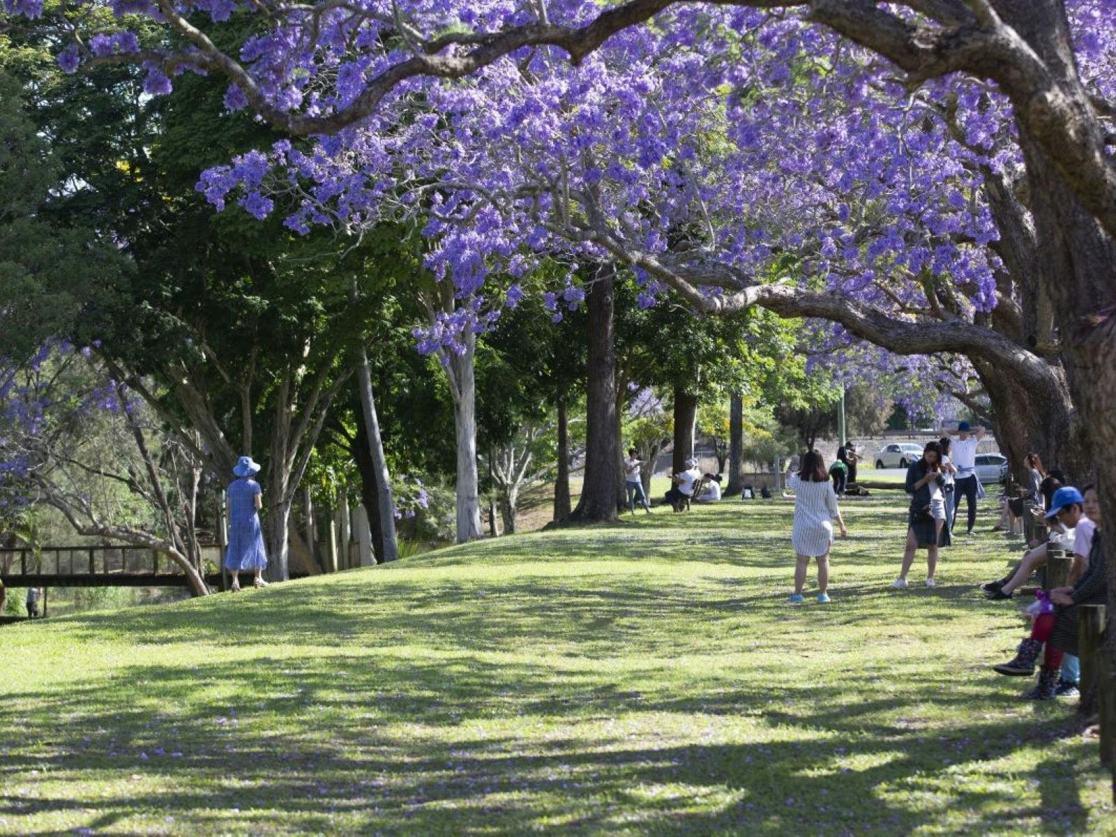 Jacaranda trees bloom above an open green space Jacaranda trees bloom above an open green space