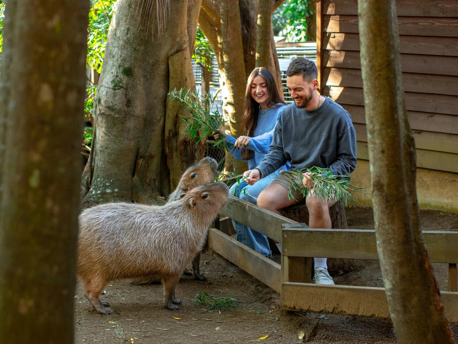 You thought guinea pigs are cute, wait until you meet the loveable Capybaras - Jerry and Elaine!