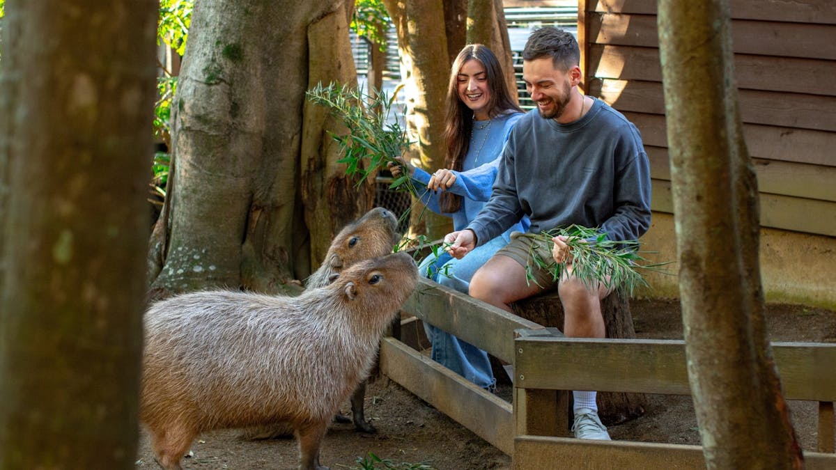 A young couple sitting on a wooden lodge hand-feeding two capybaras branches of bamboo.