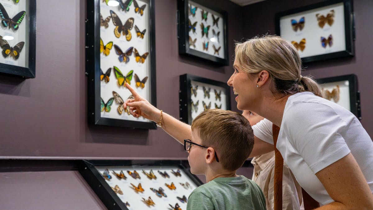 Mother and children looking at mounted butterflies at the museum exhibit.