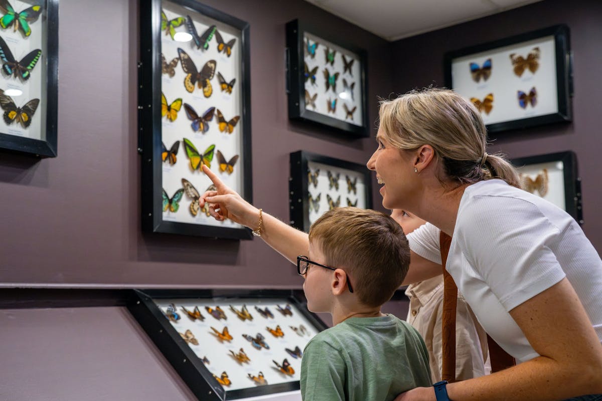 Mother and children looking at mounted butterflies at the museum exhibit.