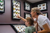 Mother and children looking at mounted butterflies at the museum exhibit.