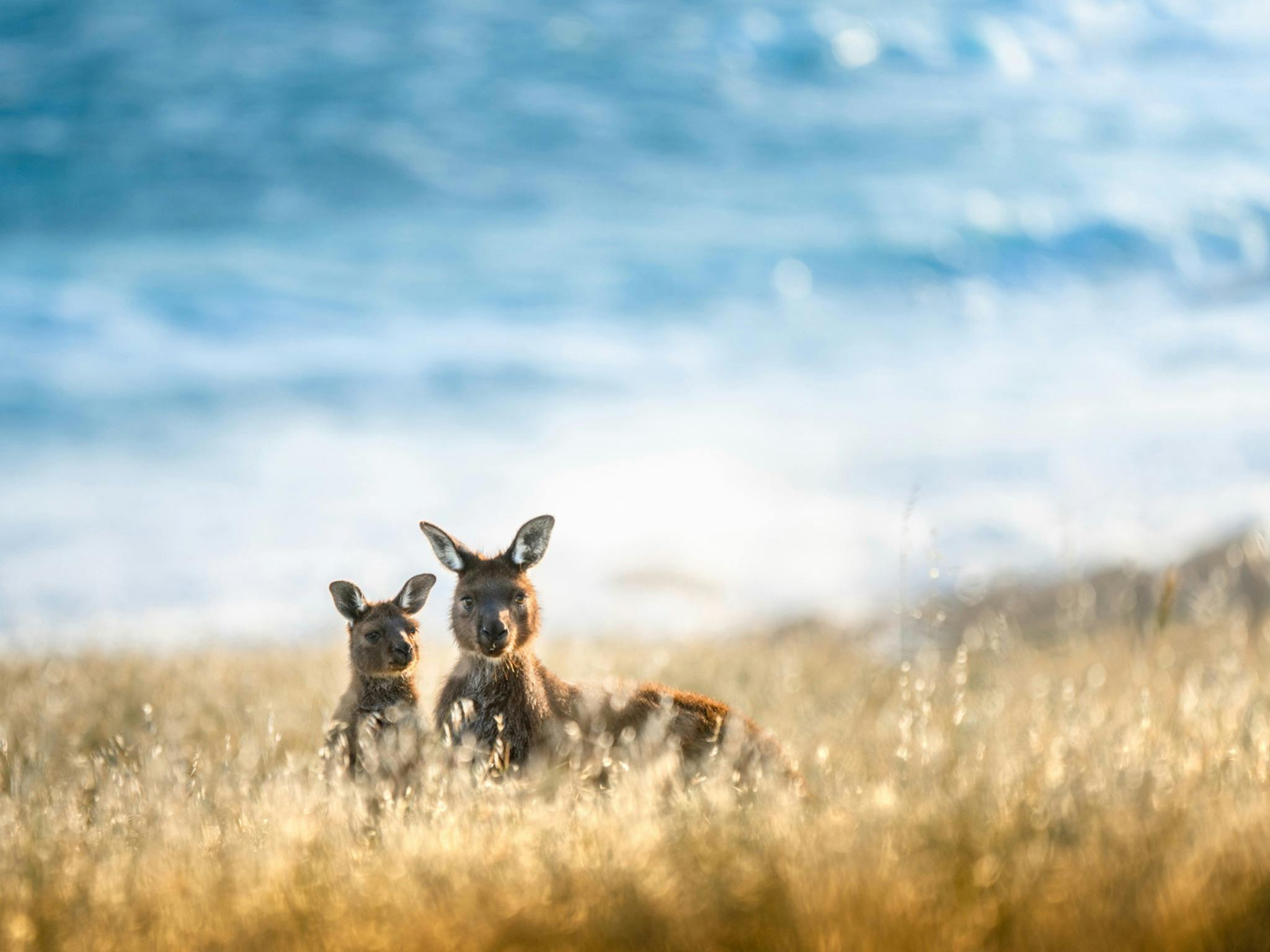 See kangaroos in the wild