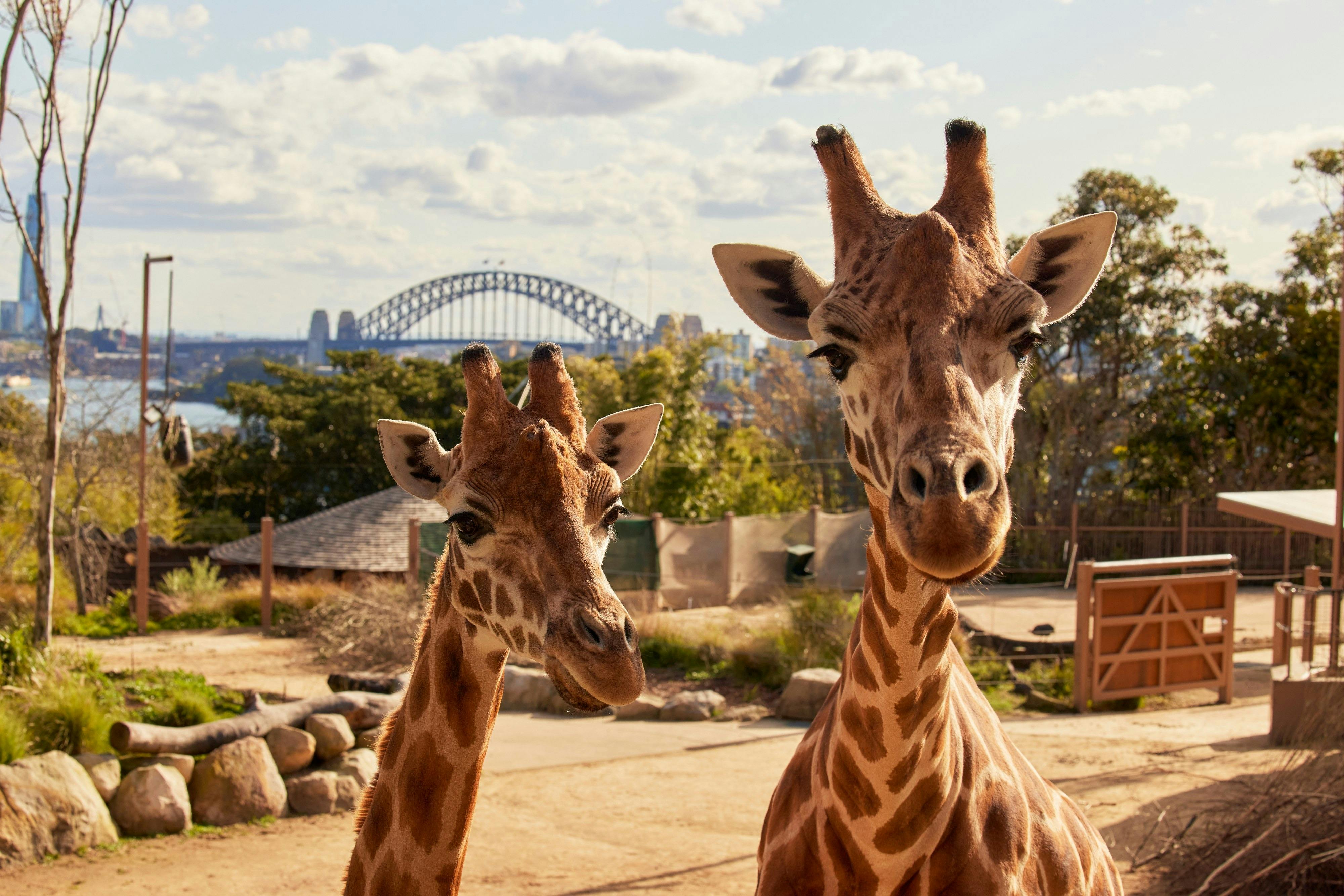 Sydney Essentials Plus - Private Zoo Experience